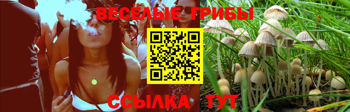 Углич  Галлюциногенные грибы прущие грибы  Вход с VPN  Псилоцибиновые грибы GOLDEN TEACHER 